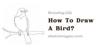 blog/How_To_Draw_A_Bird.webp
