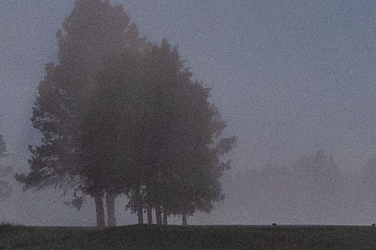 How To Add Grain to a Photo