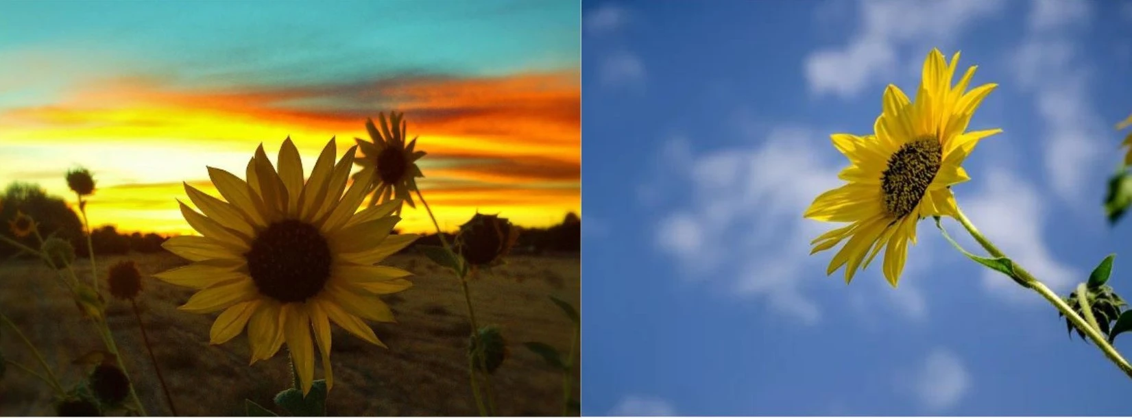 How To Add A Background to A photo