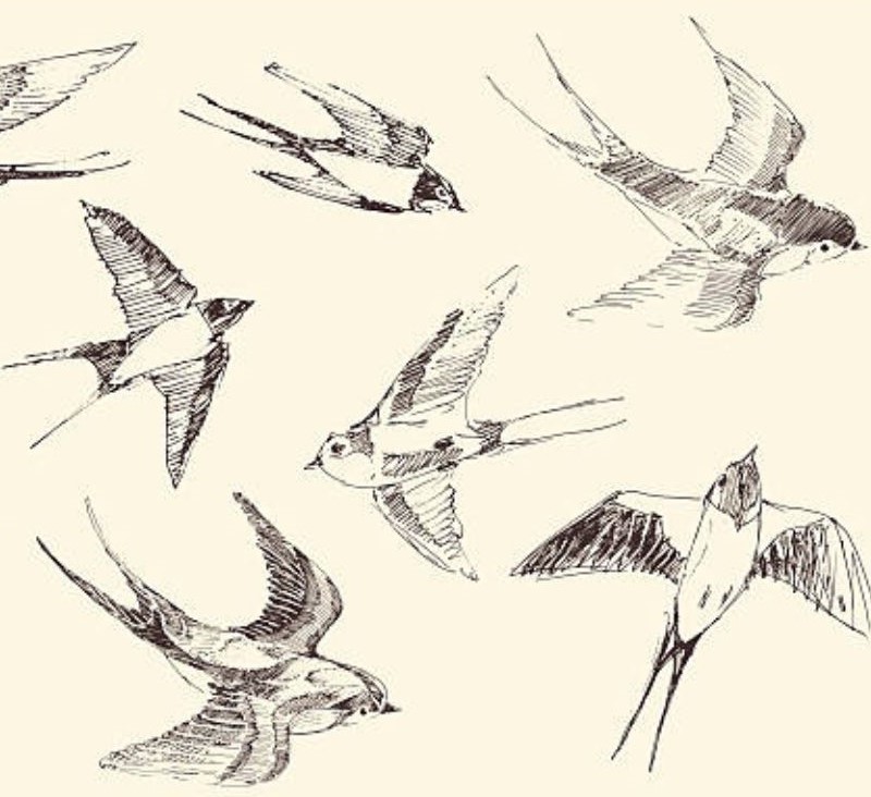 how to draw a bird